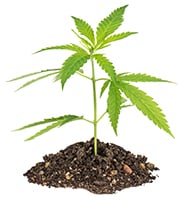 cannabis plant