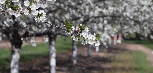 cherry trees