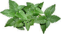 mint leaves